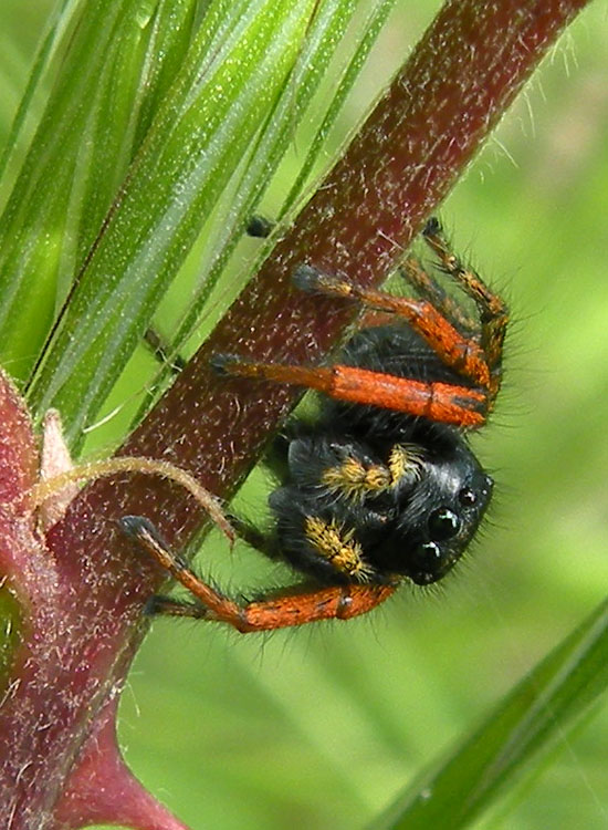 Philaeus chrysops